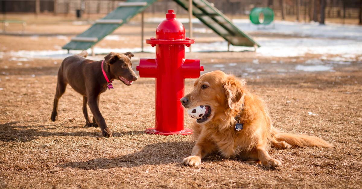 are dog parks safe for dogs